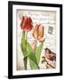 French Botanical II-Gwendolyn Babbitt-Framed Art Print