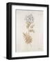 French Botanicals VI-Rikki Drotar-Framed Giclee Print