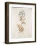 French Botanicals VI-Rikki Drotar-Framed Giclee Print
