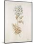 French Botanicals VI-Rikki Drotar-Mounted Giclee Print