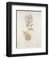 French Botanicals VI-Rikki Drotar-Framed Premium Giclee Print