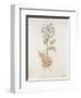 French Botanicals VI-Rikki Drotar-Framed Premium Giclee Print