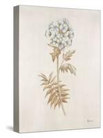 French Botanicals VI-Rikki Drotar-Stretched Canvas