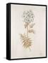 French Botanicals VI-Rikki Drotar-Framed Stretched Canvas