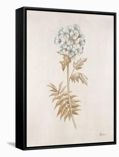 French Botanicals VI-Rikki Drotar-Framed Stretched Canvas