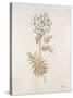 French Botanicals VI-Rikki Drotar-Stretched Canvas