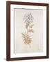 French Botanicals VI-Rikki Drotar-Framed Giclee Print