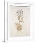 French Botanicals VI-Rikki Drotar-Framed Giclee Print