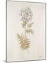 French Botanicals VI-Rikki Drotar-Mounted Giclee Print