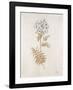 French Botanicals VI-Rikki Drotar-Framed Giclee Print