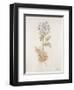 French Botanicals VI-Rikki Drotar-Framed Giclee Print