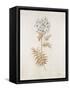 French Botanicals VI-Rikki Drotar-Framed Stretched Canvas