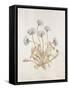 French Botanicals VII-Rikki Drotar-Framed Stretched Canvas