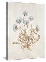 French Botanicals VII-Rikki Drotar-Stretched Canvas