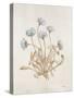 French Botanicals VII-Rikki Drotar-Stretched Canvas