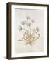 French Botanicals VII-Rikki Drotar-Framed Giclee Print