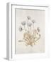 French Botanicals VII-Rikki Drotar-Framed Giclee Print