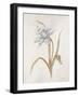 French Botanicals VIII-Rikki Drotar-Framed Giclee Print