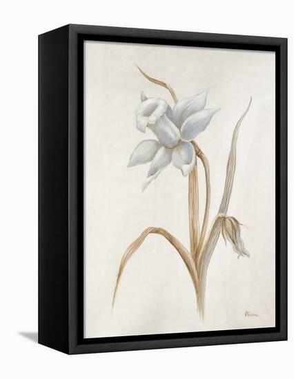 French Botanicals VIII-Rikki Drotar-Framed Stretched Canvas