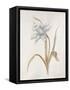 French Botanicals VIII-Rikki Drotar-Framed Stretched Canvas