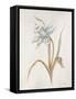French Botanicals VIII-Rikki Drotar-Framed Stretched Canvas