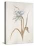 French Botanicals VIII-Rikki Drotar-Stretched Canvas