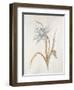 French Botanicals VIII-Rikki Drotar-Framed Giclee Print