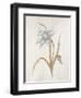 French Botanicals VIII-Rikki Drotar-Framed Giclee Print