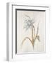 French Botanicals VIII-Rikki Drotar-Framed Giclee Print