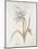 French Botanicals VIII-Rikki Drotar-Mounted Giclee Print