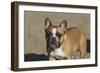 French Bulldog 03-Bob Langrish-Framed Photographic Print