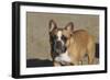 French Bulldog 03-Bob Langrish-Framed Photographic Print