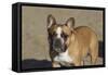 French Bulldog 03-Bob Langrish-Framed Stretched Canvas