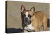 French Bulldog 03-Bob Langrish-Stretched Canvas