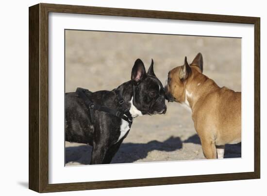 French Bulldog 06-Bob Langrish-Framed Photographic Print