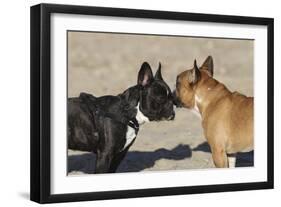 French Bulldog 06-Bob Langrish-Framed Photographic Print