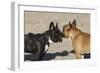 French Bulldog 06-Bob Langrish-Framed Photographic Print