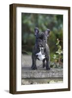 French Bulldog 13-Bob Langrish-Framed Photographic Print