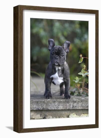 French Bulldog 13-Bob Langrish-Framed Photographic Print