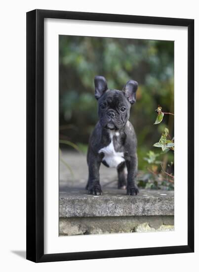 French Bulldog 13-Bob Langrish-Framed Photographic Print