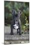 French Bulldog 13-Bob Langrish-Mounted Photographic Print
