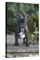 French Bulldog 13-Bob Langrish-Stretched Canvas