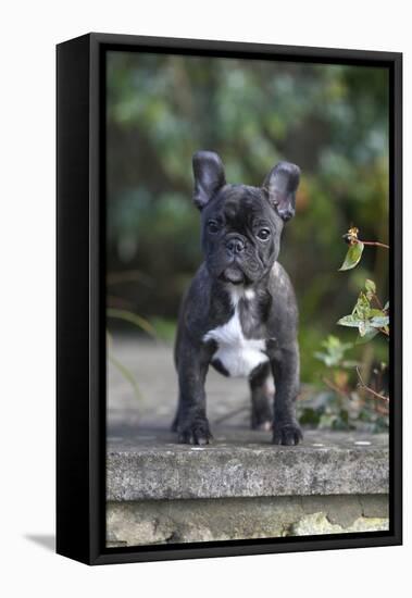 French Bulldog 13-Bob Langrish-Framed Stretched Canvas