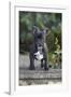 French Bulldog 13-Bob Langrish-Framed Photographic Print