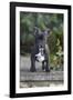 French Bulldog 13-Bob Langrish-Framed Photographic Print