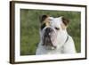 French Bulldog 26-Bob Langrish-Framed Photographic Print