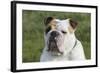 French Bulldog 26-Bob Langrish-Framed Photographic Print