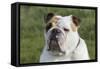 French Bulldog 26-Bob Langrish-Framed Stretched Canvas