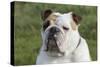 French Bulldog 26-Bob Langrish-Stretched Canvas