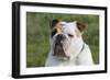 French Bulldog 26-Bob Langrish-Framed Photographic Print